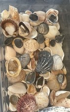 3LB Lot Assorted Natural Sea Shells - Mixed Species, Cockles, Arks, Scallops