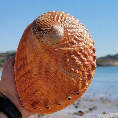 1 piece Old natural large conch sea abalone shell sample collection aquarium art