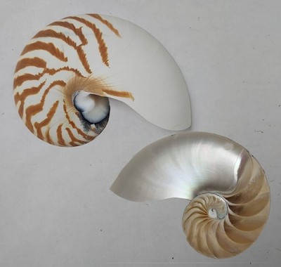 S6 Natural Nautilus Tiger Seashell Half Cut Shell Iridescent ~ 5 1/2''
