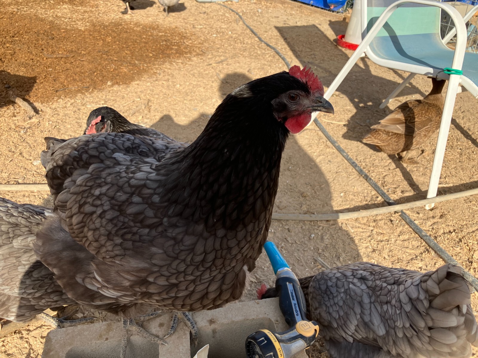 6 fertile barnyard mix hatching eggs (Salmon Faverolle + Sapphire Gem