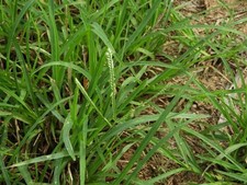WIRE GRASS - INDIAN GOOSEGRASS - MILLET Eleusine indica 25+