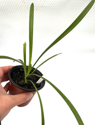 1 Pot Agapanthus White-Lily of the Nile-Garden Plant - Picture 3 of 10