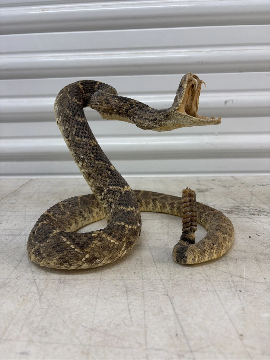 25+ Snake Collectibles for sale | Updated Oct 2026