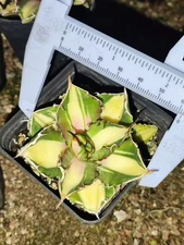 Rare Cacti Agave titanota 'Baozhu Yellow Medium Spot' Variegated Random Boutique