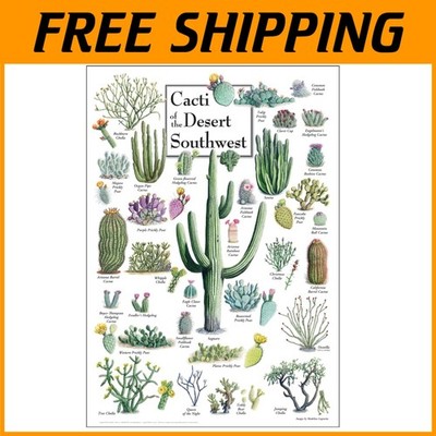 Stunning Desert Cacti Illustration - 19'' x 27''/-