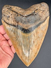 Megalodon Shark Tooth 6.27 Serrated Fossil Shark Teeth