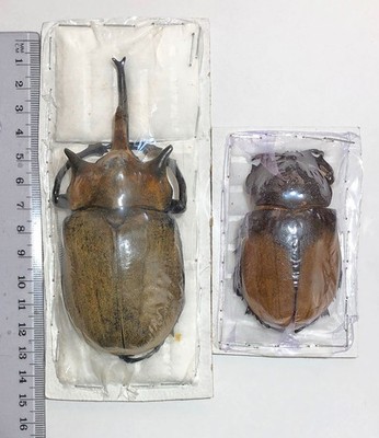 Dynastidae MEGASOMA ELEPHAS****PAIR- LARGE male 116-118 mm *****MEXICO