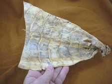  G471-75 9-1/2" Gator ALLIGATOR hide tail scrap leather skin piece croc craft