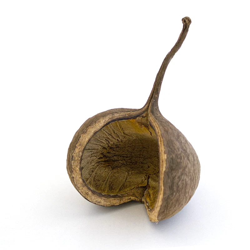 TERRA-DISCOUNT Buddha Nut natur - Buddanuss Terrarium Deko Höhle Höhlen Budda Nuss Nut