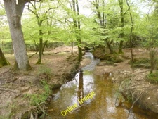 Photo 6x4 Ocknell Inclosure, brook Stoney Cross Looking downstream at one c2014