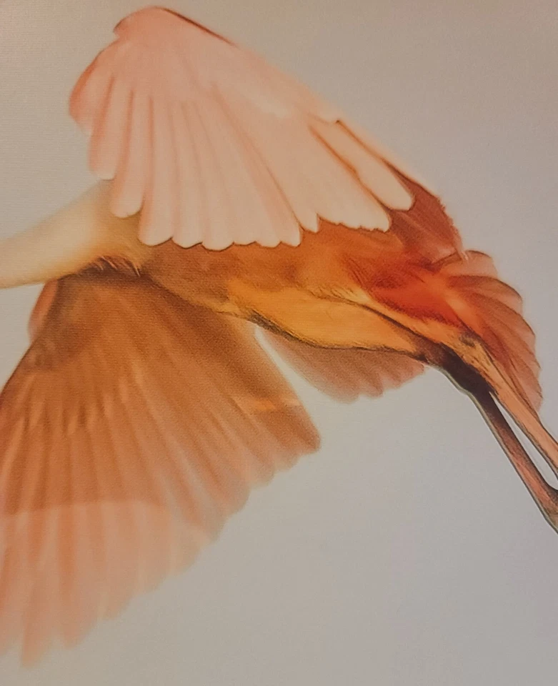 Lienzo envuelto en bellas artes rosate cuchara fotógrafa Nancy Falco 24x30 giclee Foto 4 de 4