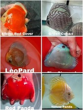 Pack of 6 Discus Fish 3.75 To 4" - Live Fish Aquarium Overnight Shipping