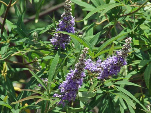 Vitex agnus-castus | Chaste Tree | Monk's Pepper 'Alba' | 20 Seeds | eBay
