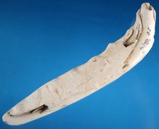 Very Fine Authentic 6 inch Florida Shell Tool with SCA COA Arrowheads