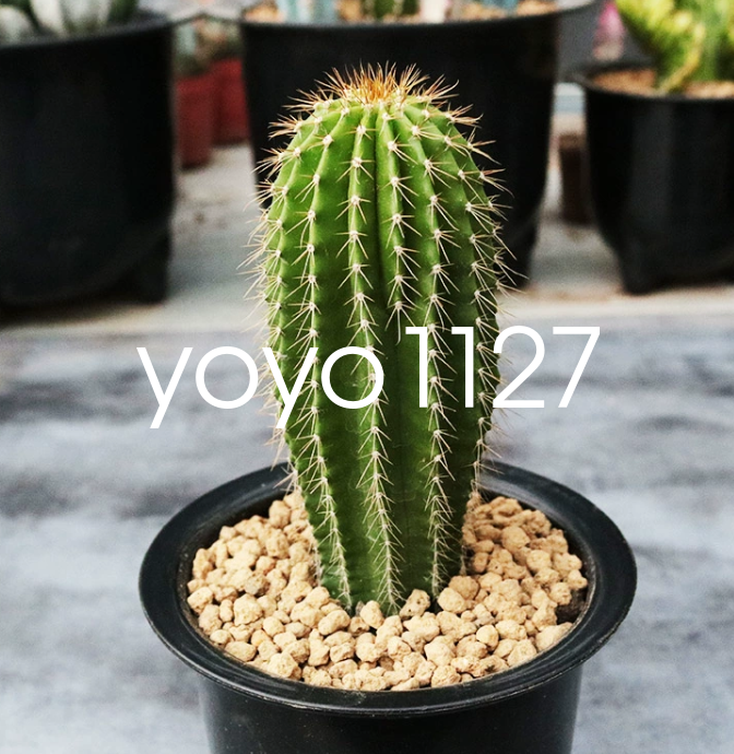 2PCS Golden Saguaro - Neobuxbaumia polylopha cactus Cacti Succulent high  7-8CM | eBay