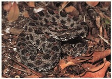 Florida Reptiles Snakes Dusky Pygmy Rattlesnake 6x4 Postcard E8