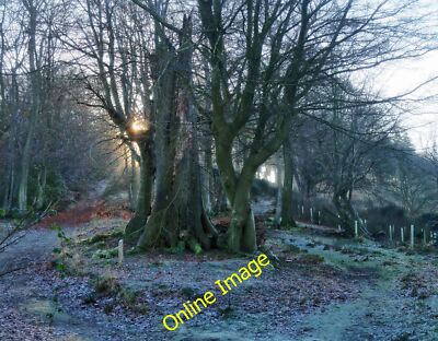 Foto 6x4 Früher Dezember Morgen im Wald Hascombe Die Nacht für c2014