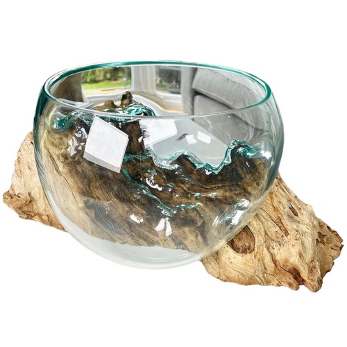 Molten 20cm Fruit Bowl On Teak Root Stand Glass Rustic Wood Decorative Sculpture - Picture 10 of 10