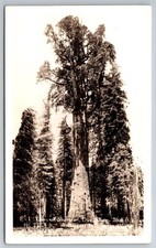 RPPC General Sherman Tree Sequoia Nat'l Park CA C1940s Postcard AB20