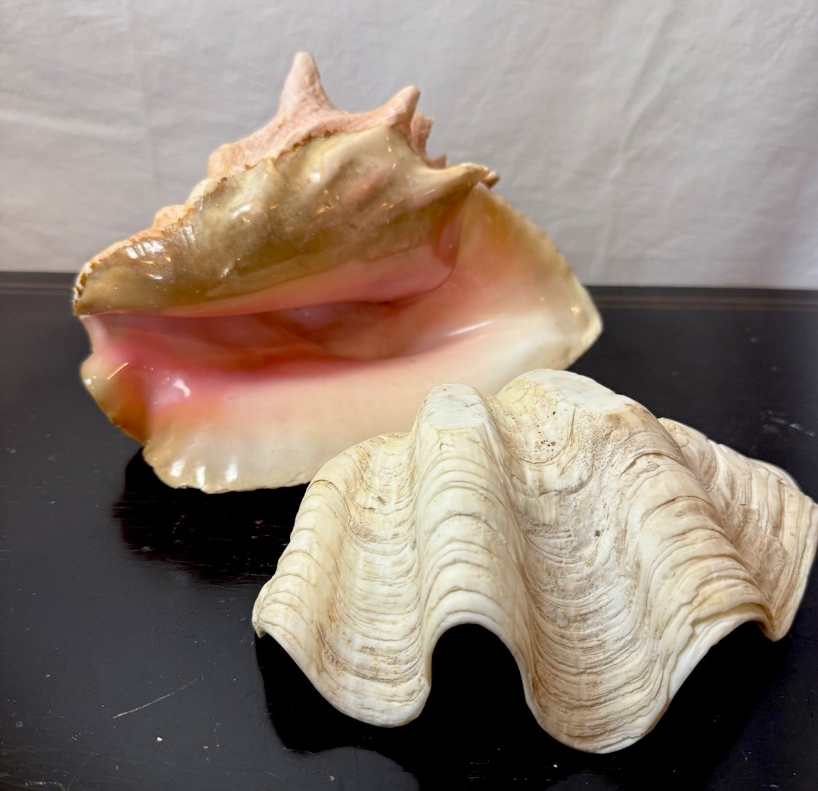 LARGE PINK CONCH SHELL and LARGE CLAM SHELL … (2) Pieces
