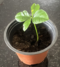 Lemon Tree Citrus plant in 10cm pot 14cm high