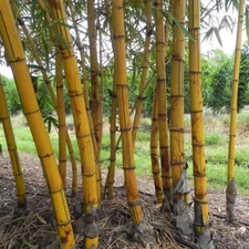50 Hawaiian Gold Bamboo Seeds Privacy Plant Garden Clumping Shade Screen