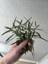 Hygrophila Araguaia Easy Live Healthy Aquarium Plant BUY 2 GET 1 FREE