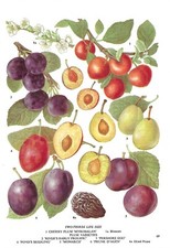 Vintage food plants, book plate, illustration, wall art, kitchen print