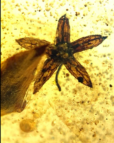 Birmite fossile birmana ambra del Cretaceo pianta da fiore a cinque petali fossile Myanmar - Foto 5 di 7