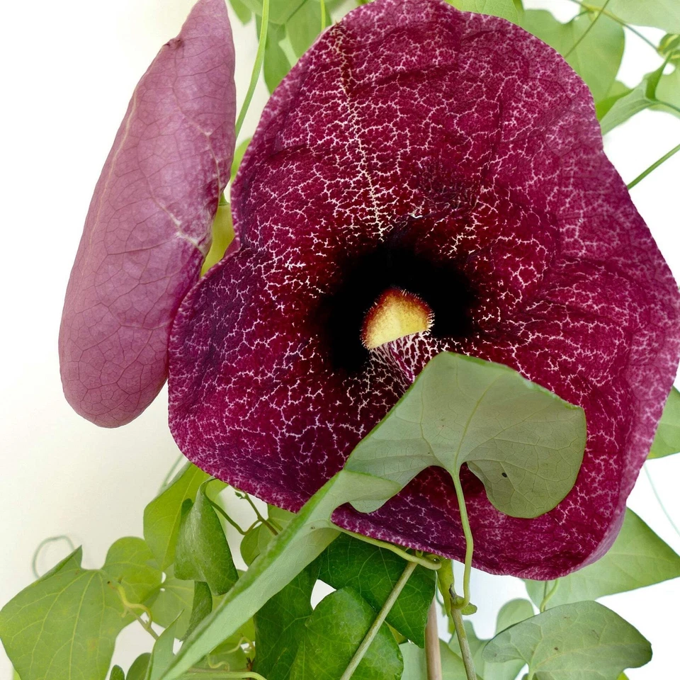 Aristolochia gigantea | Giant Dutchman's pipe | Giant Pelican Flower - Riesenpfe - Bild 2 von 3