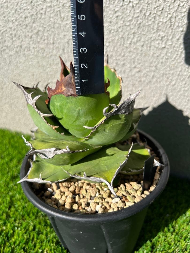 Agave titanota 'White Rhino' OC Mother Plant, Rise Lineage
