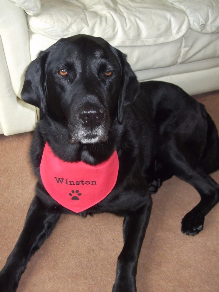 Personalised Dog Bandana ANY NAME EMBROIDERED Ideal Gift Slide on - Image 3 of 3