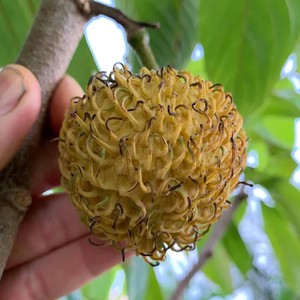 Annona spraguei