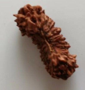 30 MUKHI RUDRAKSHA 24M INDONESIA