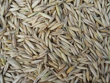 Fresh Oat Seed Non GMO Choose Your Size Forage Food Plot Deer Turkey Grain 