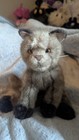 Douglas Theo Tonkinese Cat # 1937.1 Plush Rare Retired