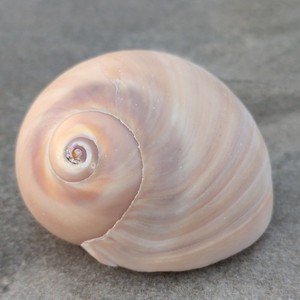 Turbo Shell Spiral Pattern Pink Cream Swirls Natural Collectible 1.5 Inch