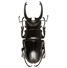 Odontolabis celebensis ONE REAL STAG BEETLE INDONESIA