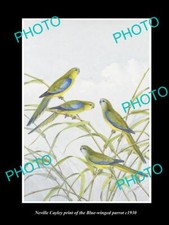 NEVILLE CAYLEY IMPRESIÓN VINTAGE DE PÁJAROS AUSTRALIANOS 8x11 LORO ALADO AZUL