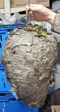 Huge Bald Face Hornets Nest 16-17  tall X 35 ...