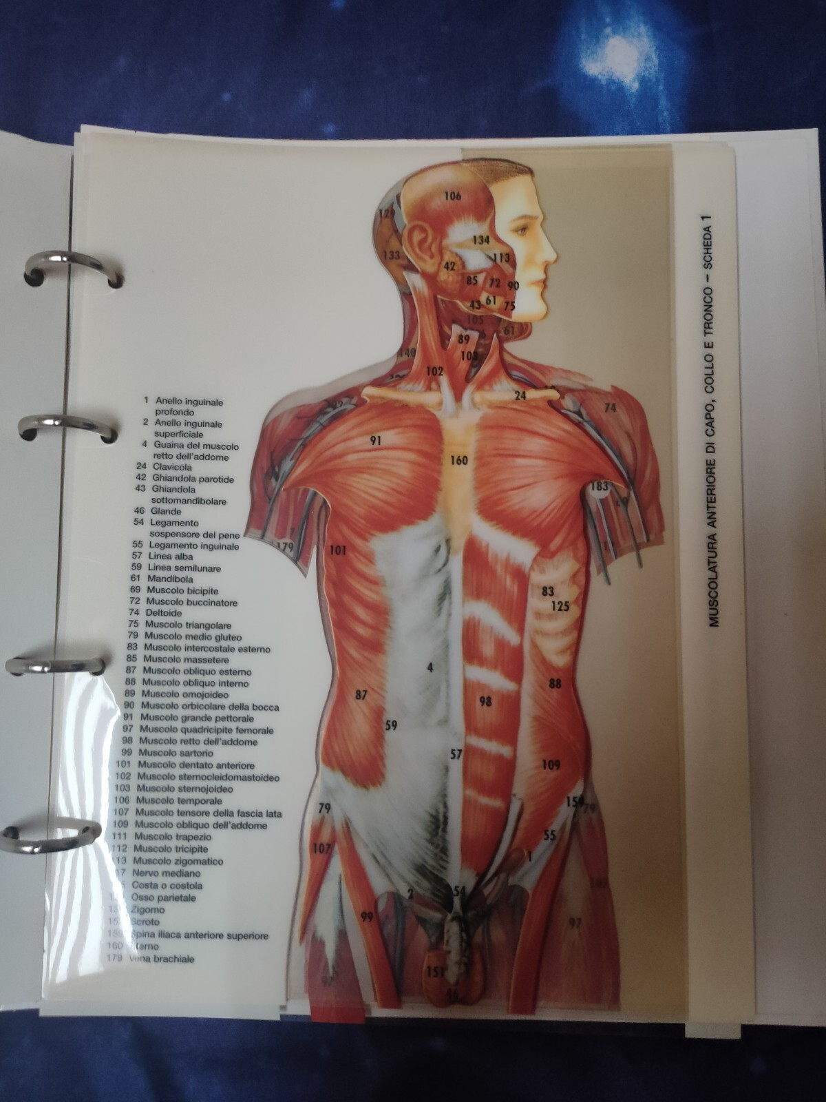 Esplorando il corpo umano - Foto 6 di 17