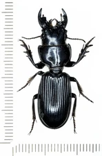 Carabidae, Scarites sp., RARE, BIG, 36.0 mm