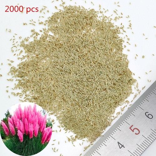 Pampas Grass Seeds Cortaderia Selloana Lawn Plant Ornamental Garden Decor AU # - Picture 2 of 20