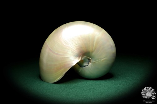 Nautilus pompilius Indopazifik Perlboote rezent conch Kopffüßer Präparat Deko - Bild 4 von 8