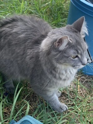 russian shepherd puppy