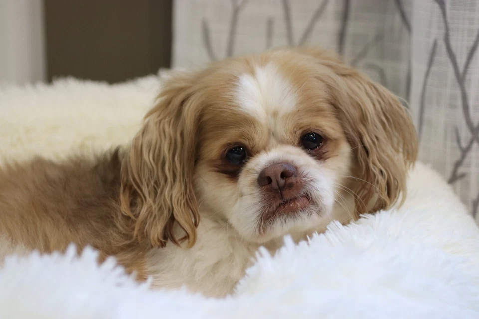 Cama calmante para perros PuppyzZz, suave, cómoda y para aliviar el estrés, el mejor sueño de todos los tiempos Foto 3 de 4