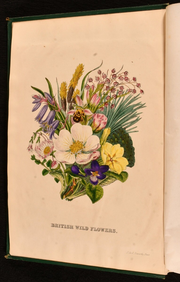 アンティークWILD  FLOWERS  by  John Ｅ. Sowerby 1894 British Wild Flowers John E Sowerby C Pierpoint Johnson