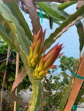 DRAGON FRUIT  CUTTING 10-14 Inches Check Description