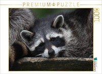 Calvendo Puzzle WaschbäR | 1000 Teile Lege-GrößE 64X48Cm Foto-Puzzle FüR GlüCkli
