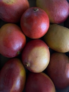 TutiFarm Fresh & Ripe 6 Tommy Atkins Mangos Tropical Fruit Box Rare & Exotic